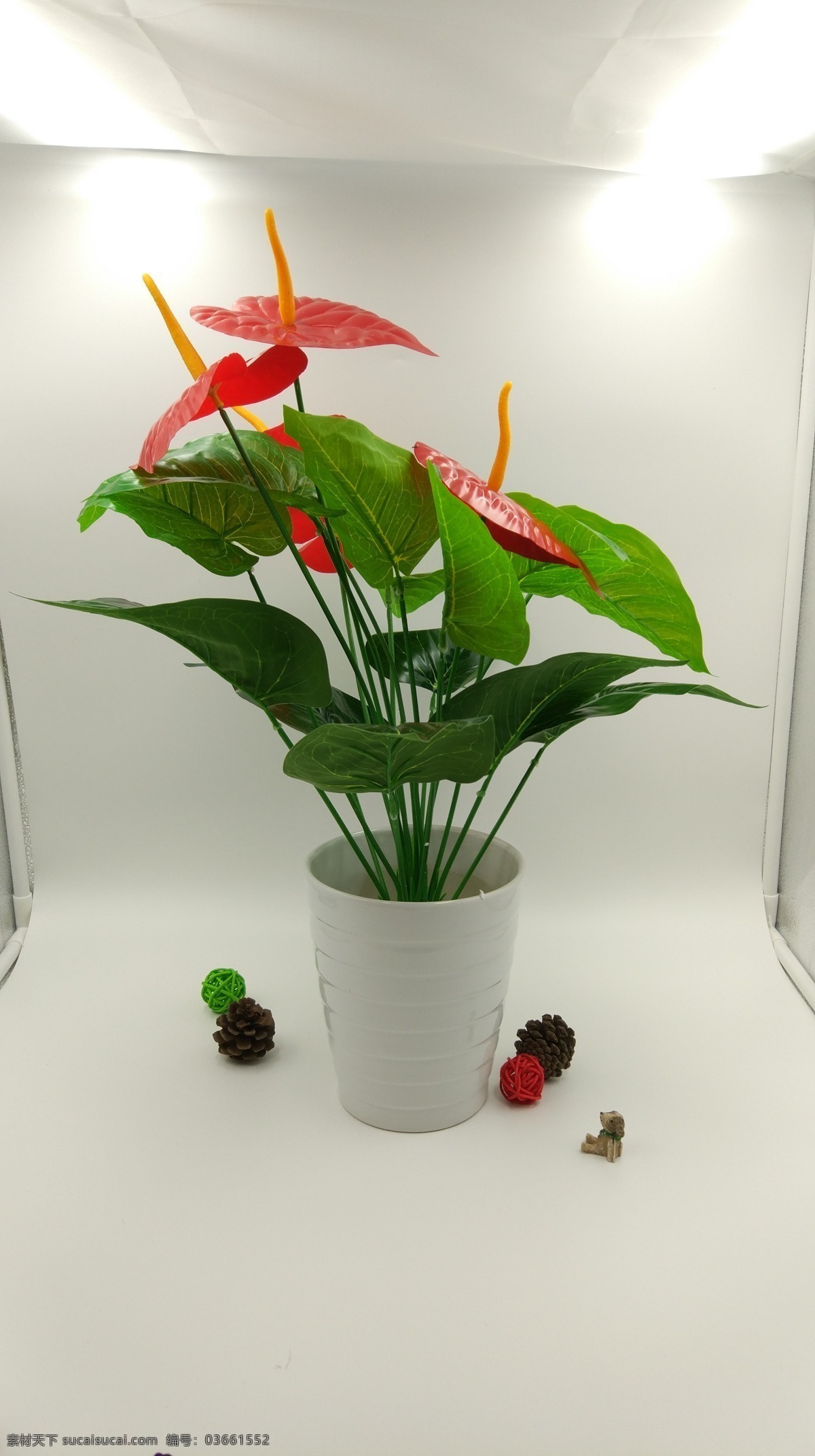 塑料 花 拍摄 场景 红掌 塑料花 拍摄场景 花卉 鲜花 花盆 植物 花摄影 鲜花摄影 花盆摄影 植物摄影 塑料花卉 塑料鲜花 塑料花盆 塑料植物 生物世界 花草