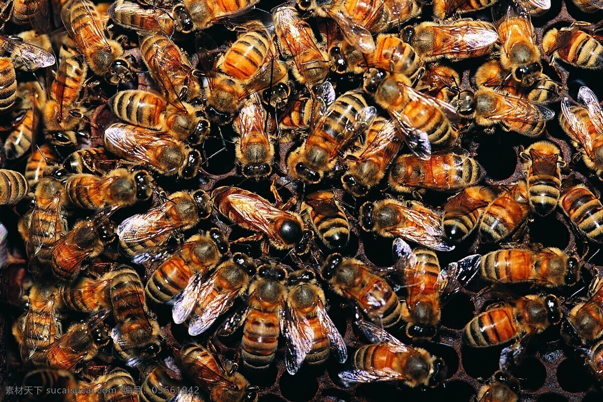 蜜蜂 蜂窝 昆虫 摄影图库 生物世界 群蜂 蜂团