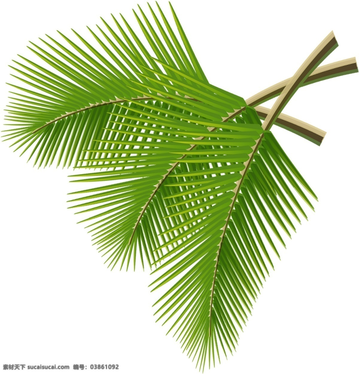 绿叶 椰子树叶 长树叶 绿色 嫩草叶 自然景观 自然风光