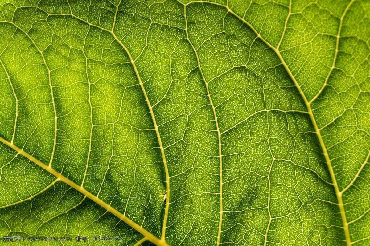 叶片 叶 叶子 叶脉 微距 新鲜 树叶 桑叶 植物 特写 高清素材 绿叶 绿色背景 叶绿素 细节 纹理