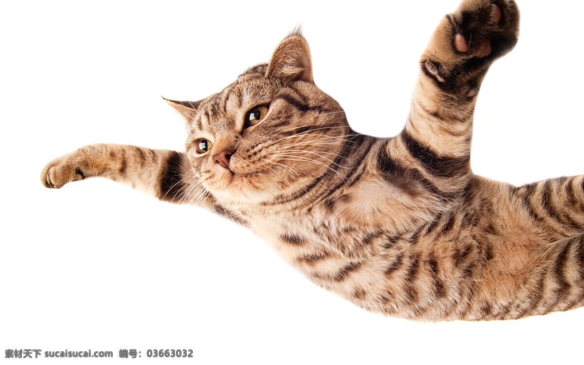 飞翔的猫咪 飞翔 可爱 猫咪 红棕色 家禽家畜 生物世界