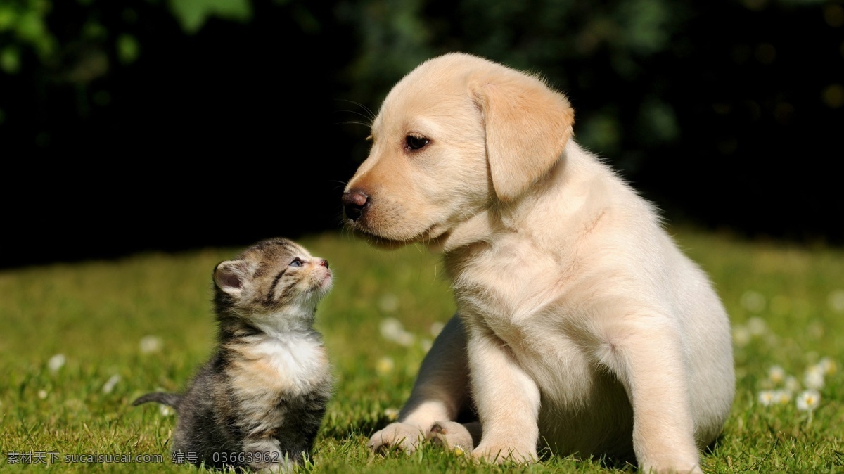 宠物狗 狗 可爱 猫 朋友 生物 世界 家畜 小猫 青草地 小白花 亲近 对视 家禽家畜 生物世界