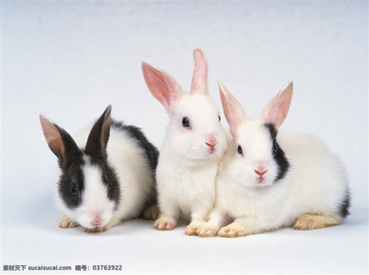 兔子插画 兔妈妈 手绘兔妈妈 兔子 可爱 可爱的兔子 可爱小兔子 小白兔 萌宠 小宝贝 小可爱 灰兔 肉兔 野兔 兔肉 家养宠物 家兔 矢量兔子 卡通小白兔 生活素材 旅游摄影 自然风景