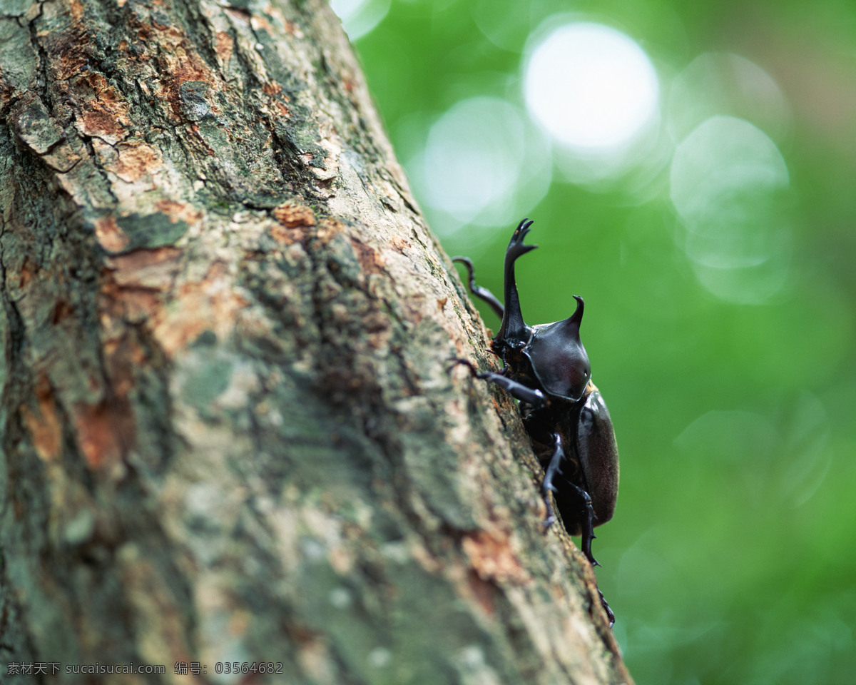独角 仙 甲虫 昆虫 摄影图 生物世界 树木 独角虫 近拍 硬壳