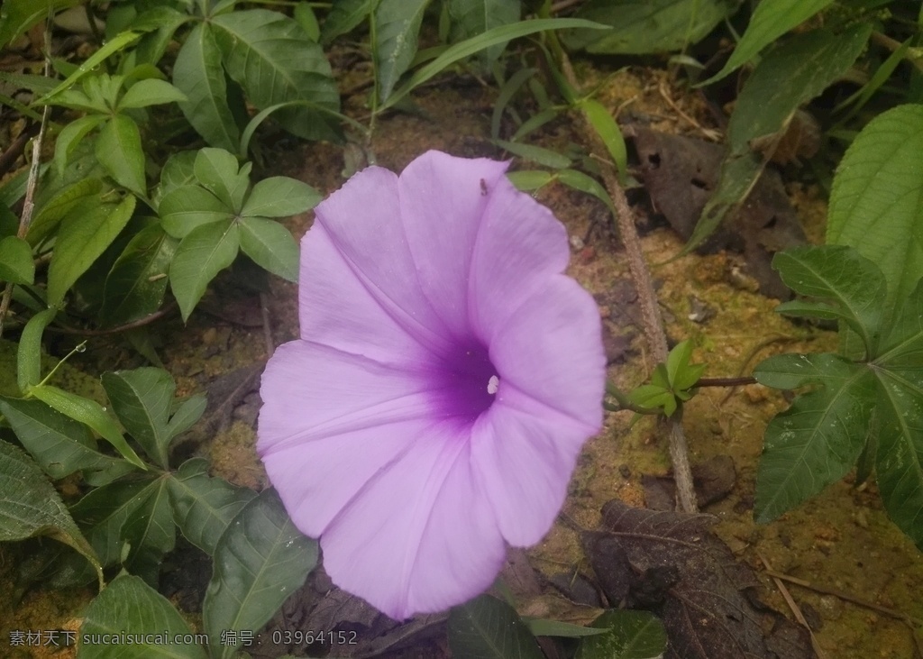 牵牛花 喇叭花 紫色花 花卉 花朵 植物 花 生物世界 花草