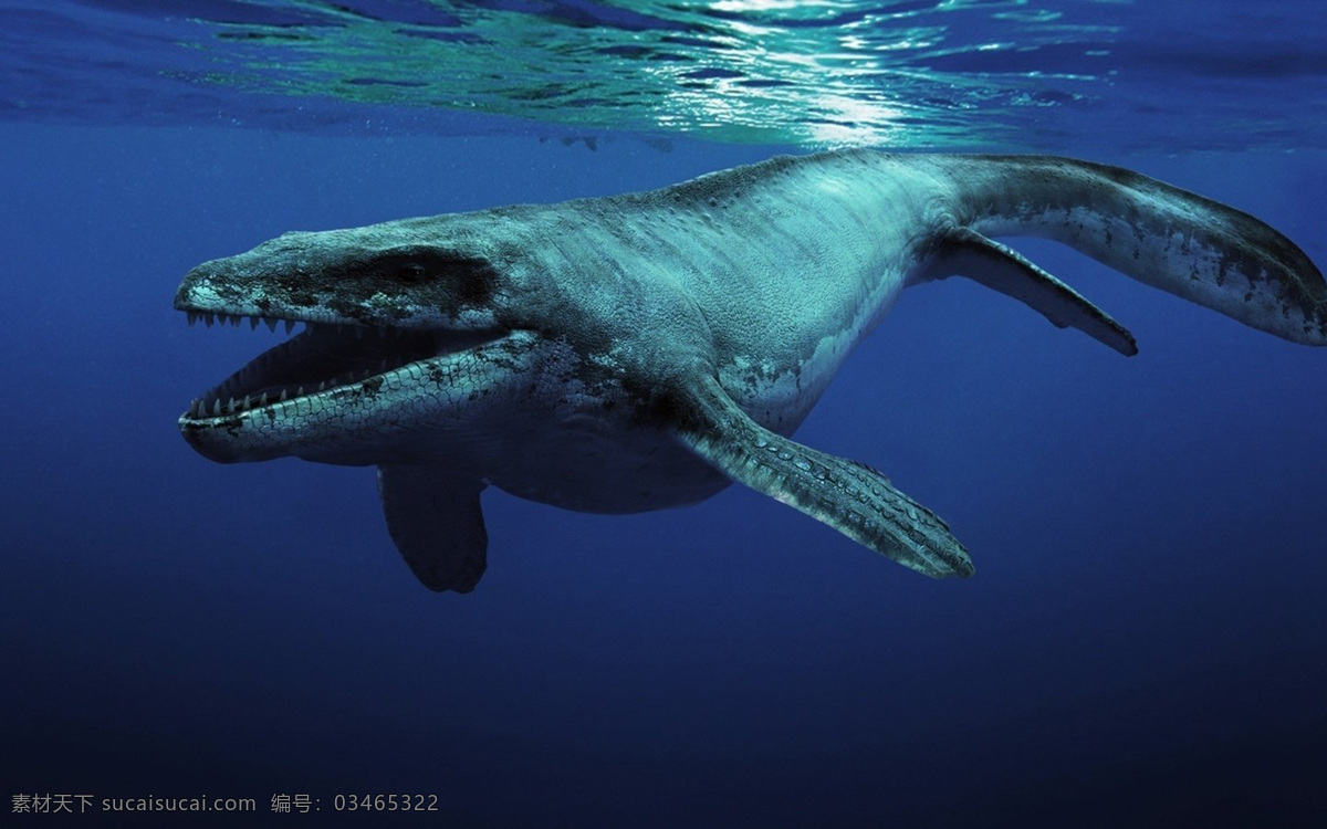 鲸鱼 座头鲸 水下 特写 海 阳光 高清 海洋生物 生物世界