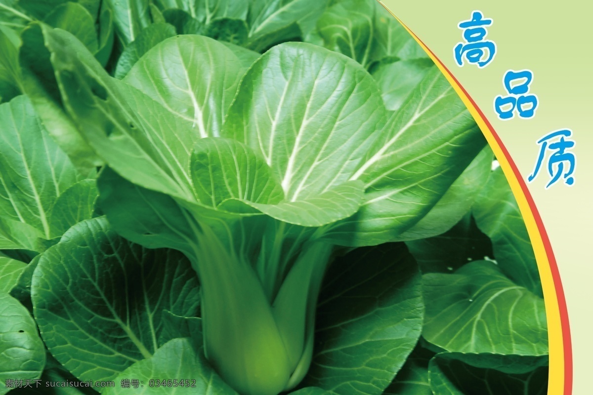 小油菜 蔬菜 绿色 背景 海报 展板 商用 分层素材