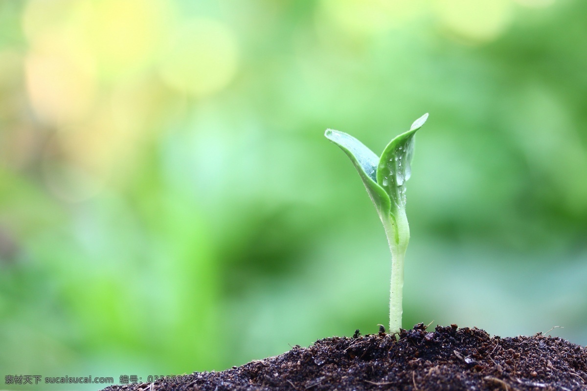土壤 里 幼苗 植物生长 新芽 植物 泥土 绿芽 露珠 花草树木 生物世界