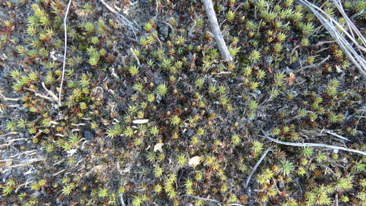 地衣 植物 苔藓 苔藓植物 其他生物 生物世界