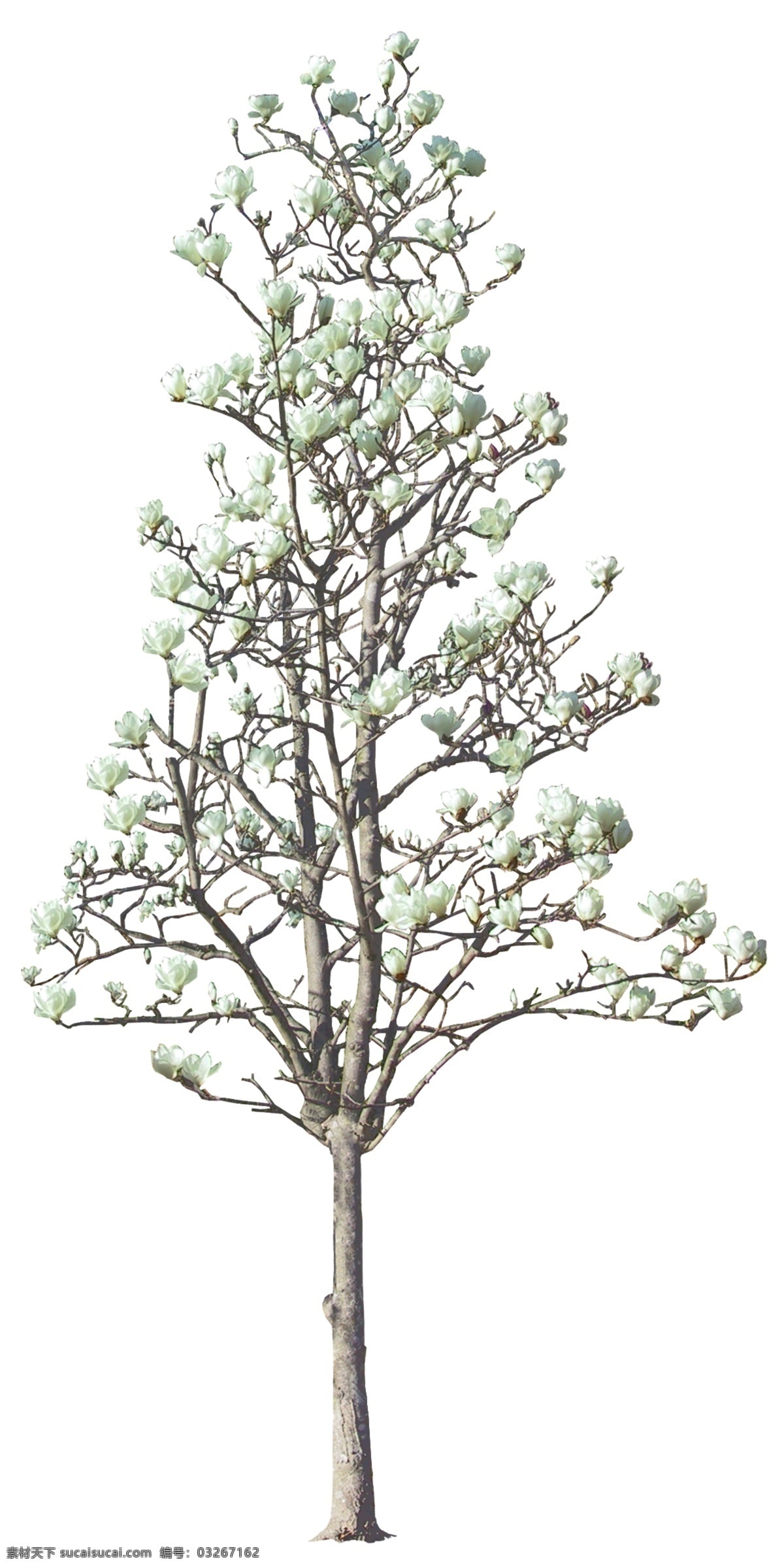 环境设计 建筑园林 景观设计 木兰花 树 自然景观 景观植物 乔木 园林树 名贵植物 高清景观植物 装饰素材 园林景观设计