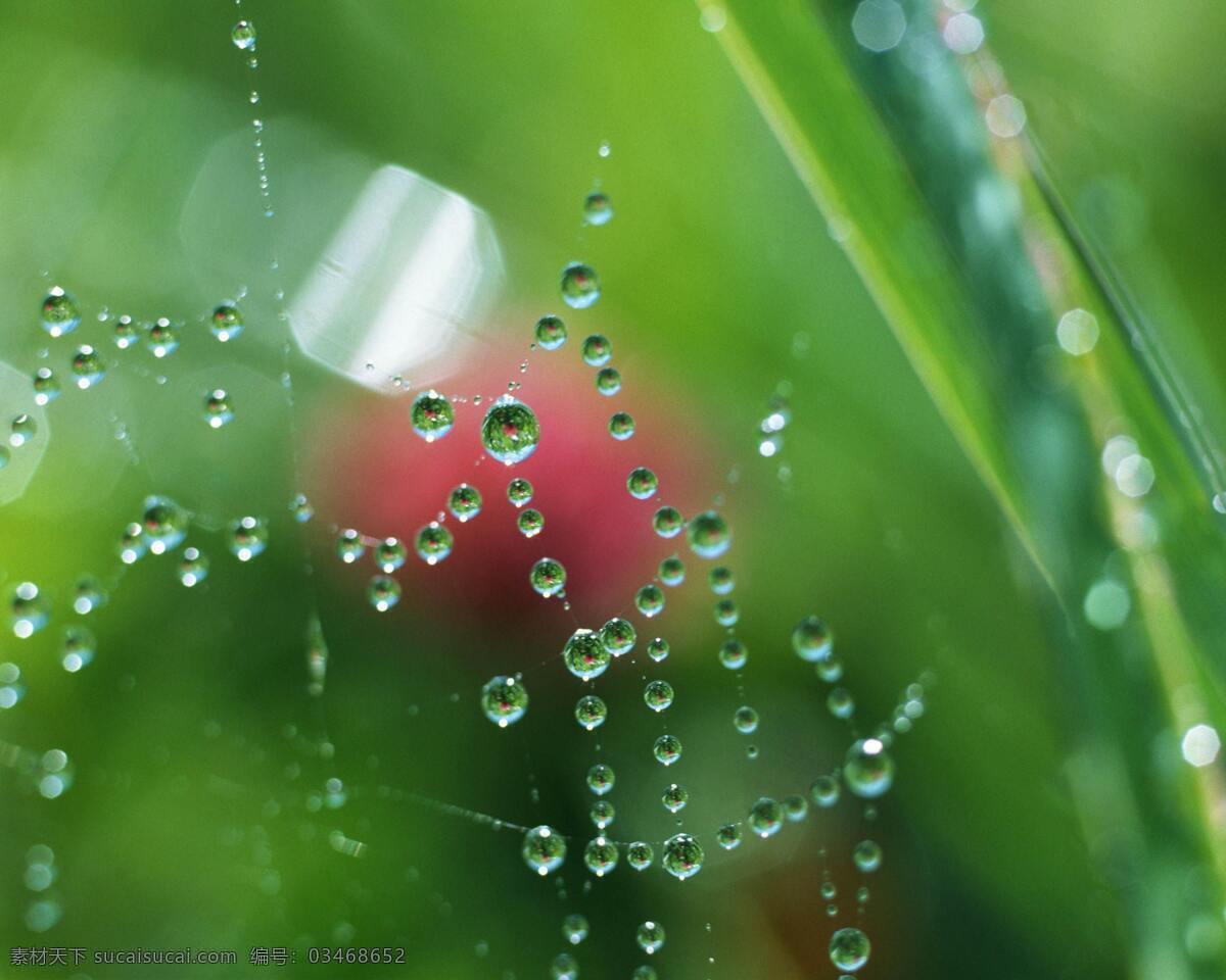 水滴 绿意 摄影图库 自然 自然景观 蛛网 水滴风景 psd源文件
