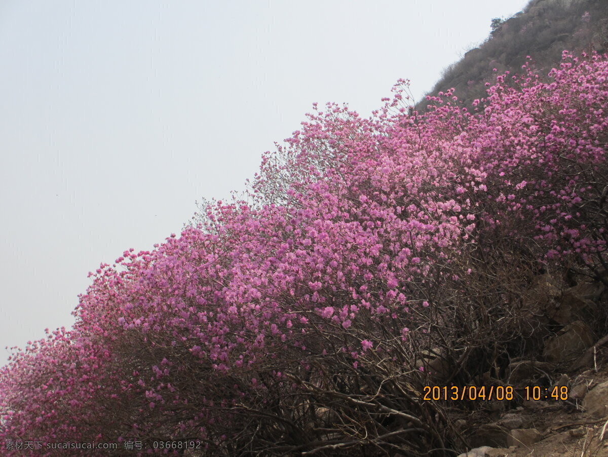 杜鹃花 大珠山 珠山秀谷 映山红 金达莱 花草 生物世界