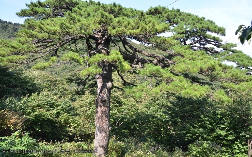 黄山风景 绿色植物 大自然 湖北黄山 白松 自然风光 黄山 旅游摄影 国内旅游