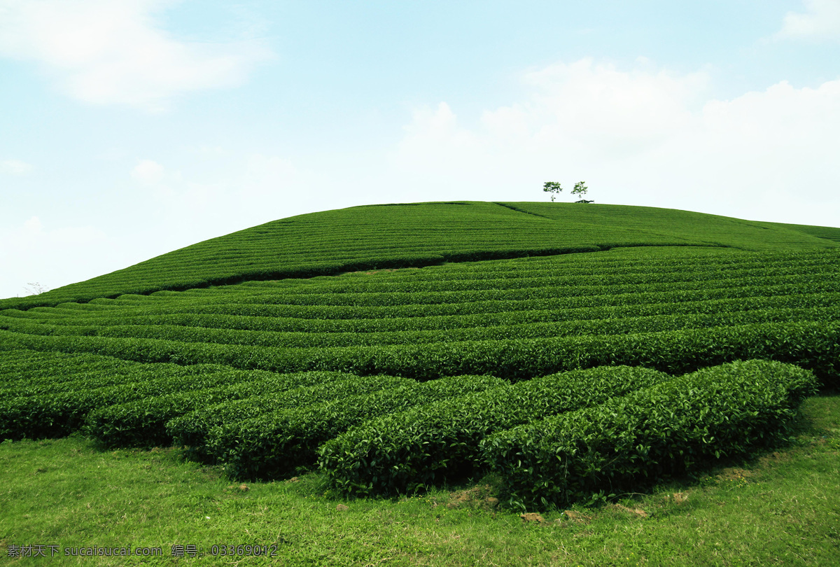 天空 下 绿色 差 远 茶园 茶叶 植物 山水风景 风景图片