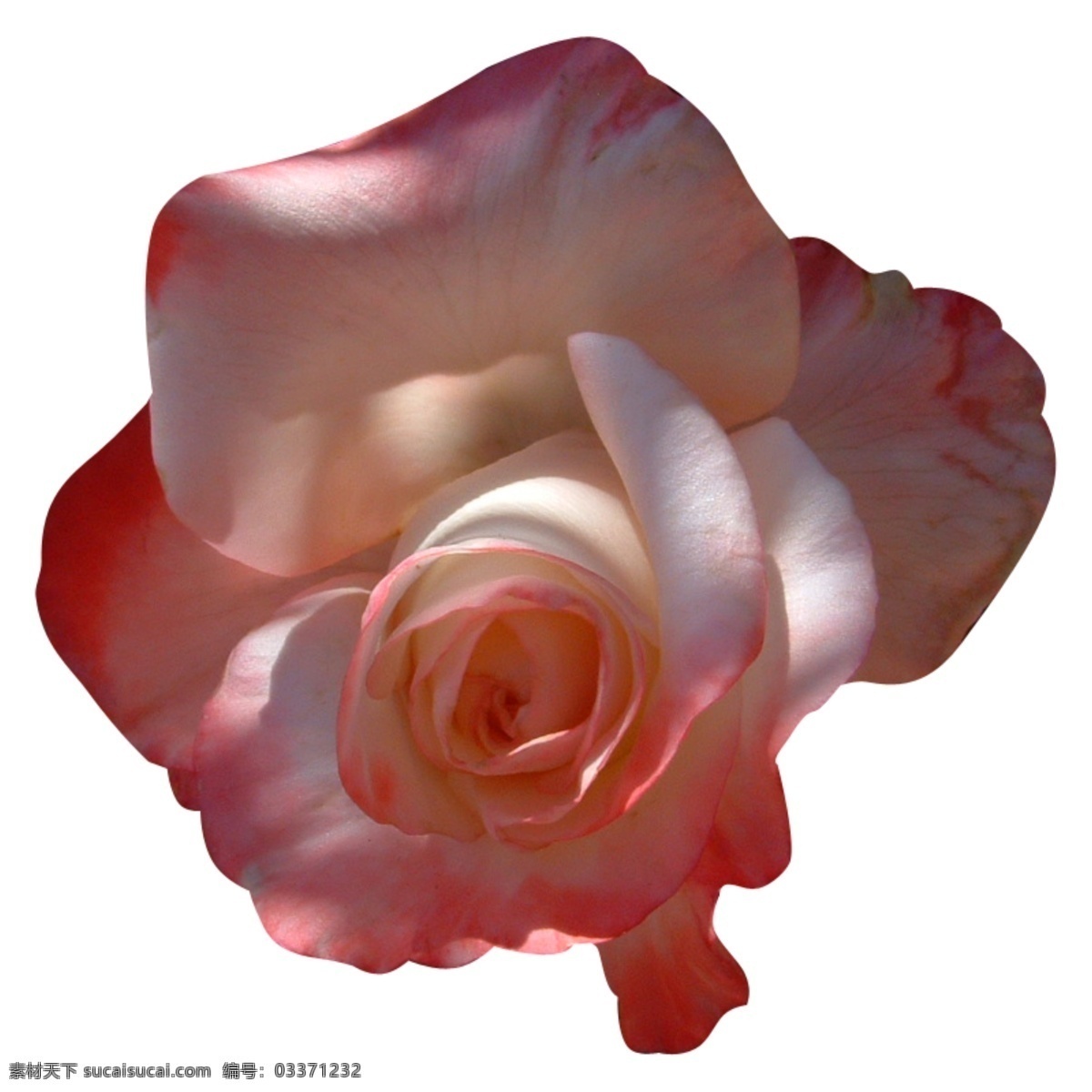 鲜红 玫瑰花 朵 笔刷 玫瑰花笔刷 花朵笔刷 鲜花笔刷 红色