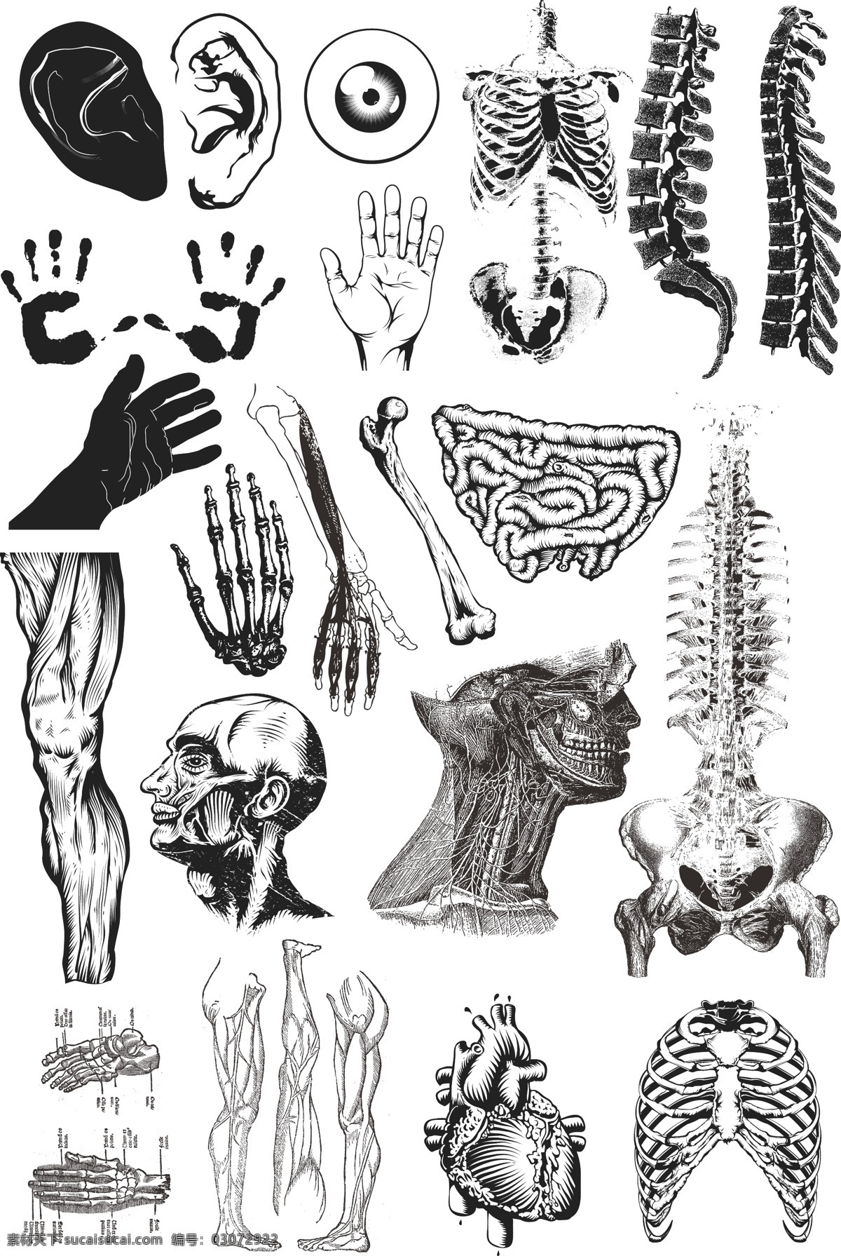 人体免费下载 骨骼 肌肉 人体 头 矢量图 花纹花边