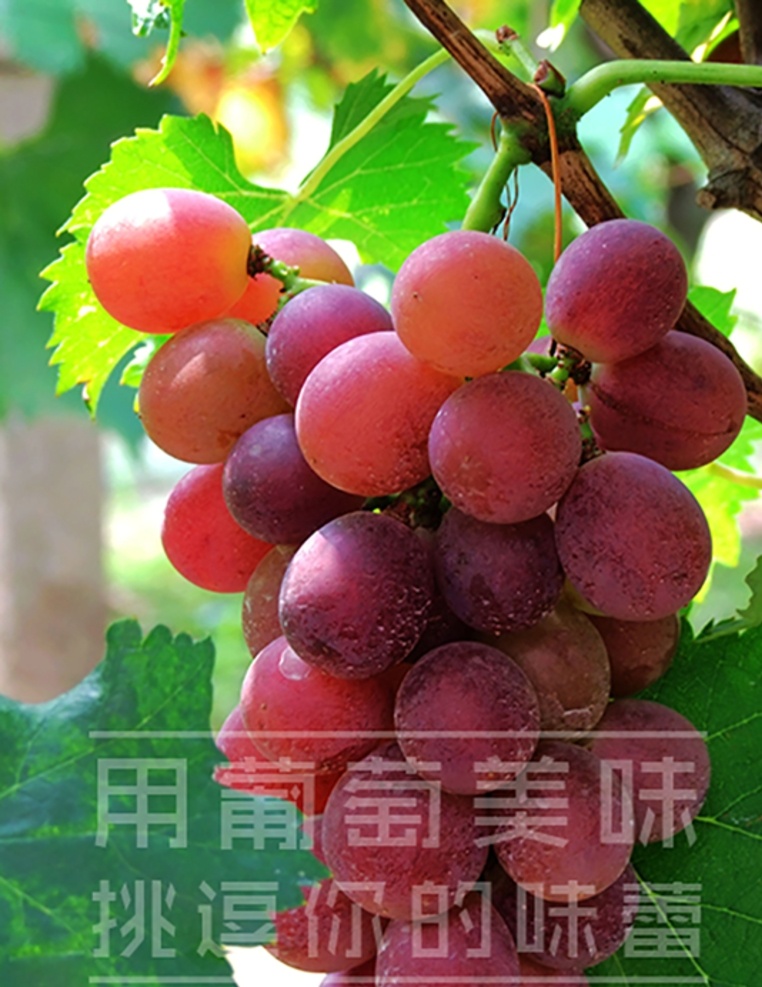 葡萄 东方之星葡萄 红紫色葡萄 高清葡萄素材 高清葡萄 可口葡萄 水果 高清水果素材 生物世界