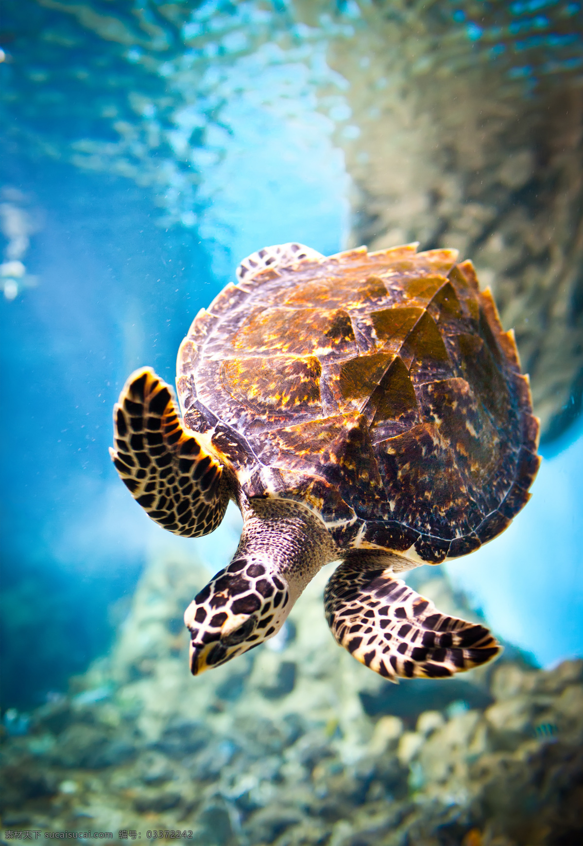 海龟 海底世界 海洋生物 可爱动物 海洋动物 生物世界
