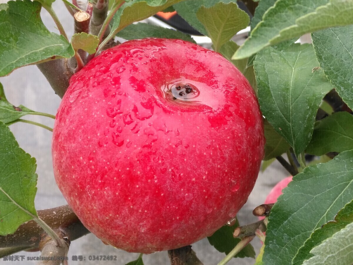 苹果图片 苹果 盆景苹果 喜庆苹果 盆景 苹果特写 盆栽 水果 果实 园林风景 枝叶 植物 花草 果品果实 生物世界