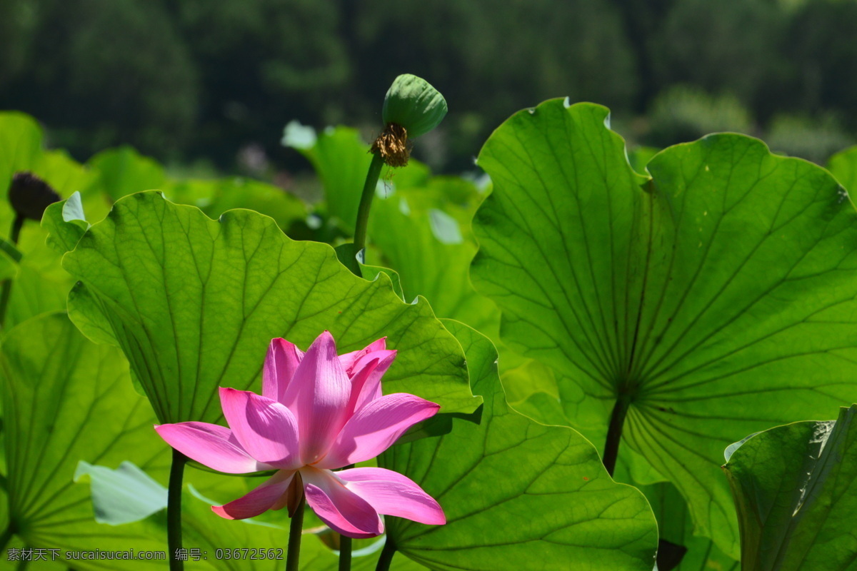 圆明园风景 圆明园美景 园林美景 荷塘 荷叶 秋荷 湖水 湖畔 倒影 公园美景 园林风景 园林 植物 花草 园林景观 荷花荷叶荷塘 生物世界