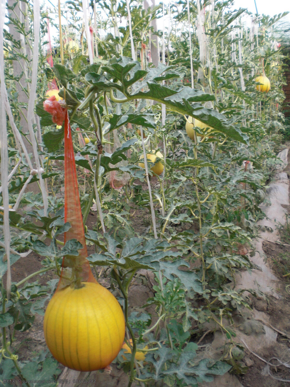 香瓜 生物世界 蔬菜 香瓜种植 蔬菜种植 大棚蔬菜 风景 生活 旅游餐饮