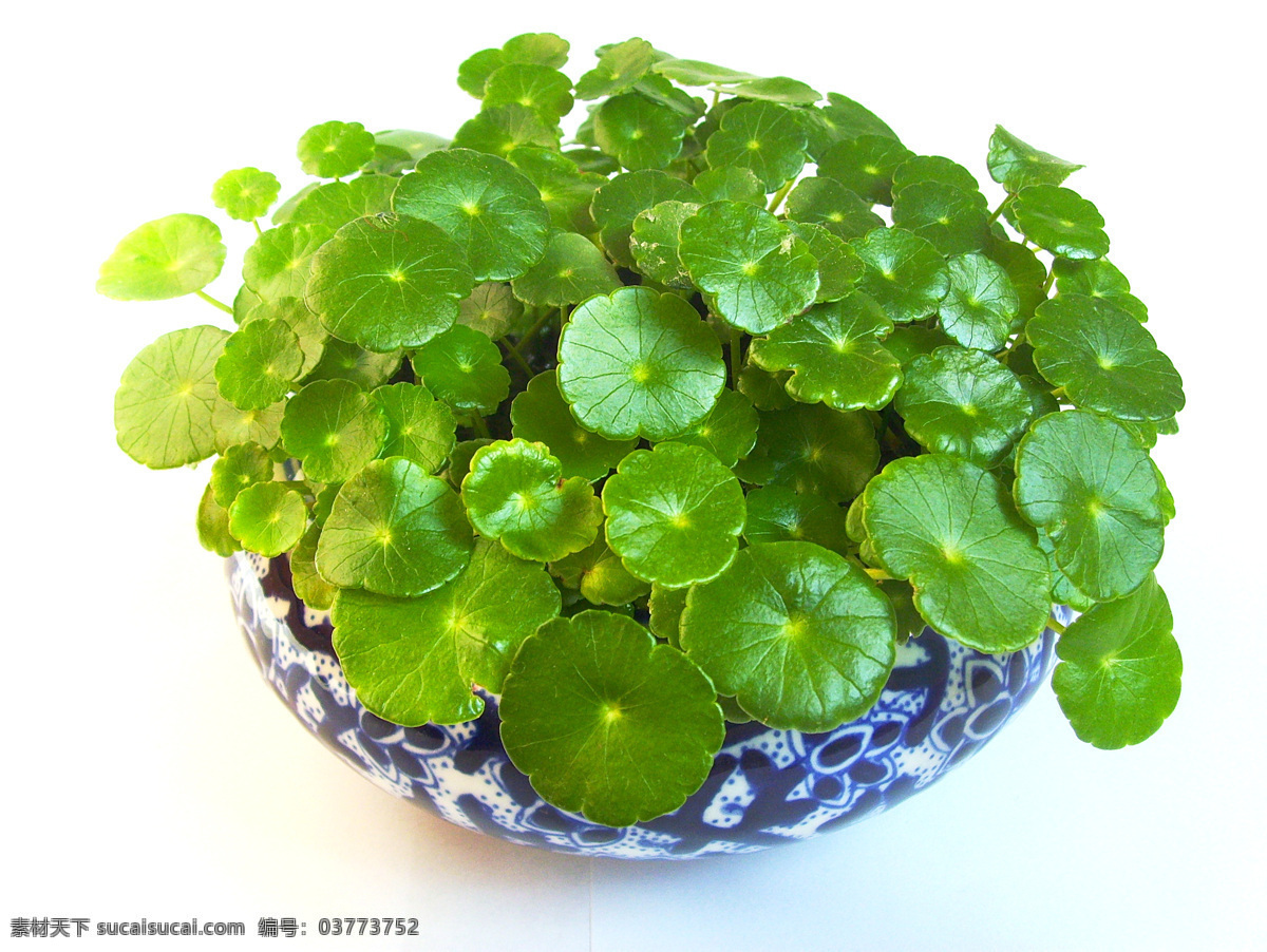 铜钱草 绿叶 绿茎 蓝花瓷盘 白背景 花草 生物世界