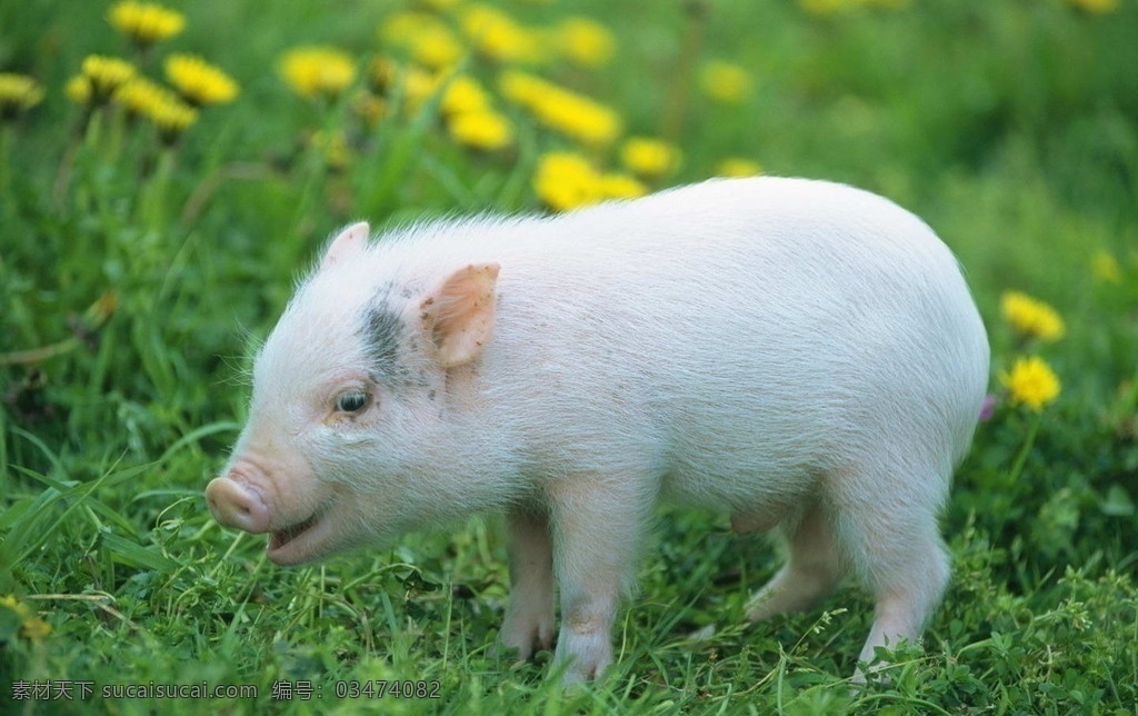 可爱的猪猪 猪 草 花 家禽家畜 生物世界