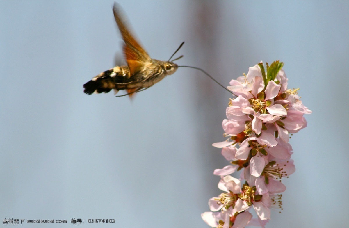 蜂 吸 花 蝴蝶 昆虫 生态 生物 生物世界 油菜花 蜂吸花 黄菜花 蜂鸟 图片植物 飞蛾 蛾子 草虫