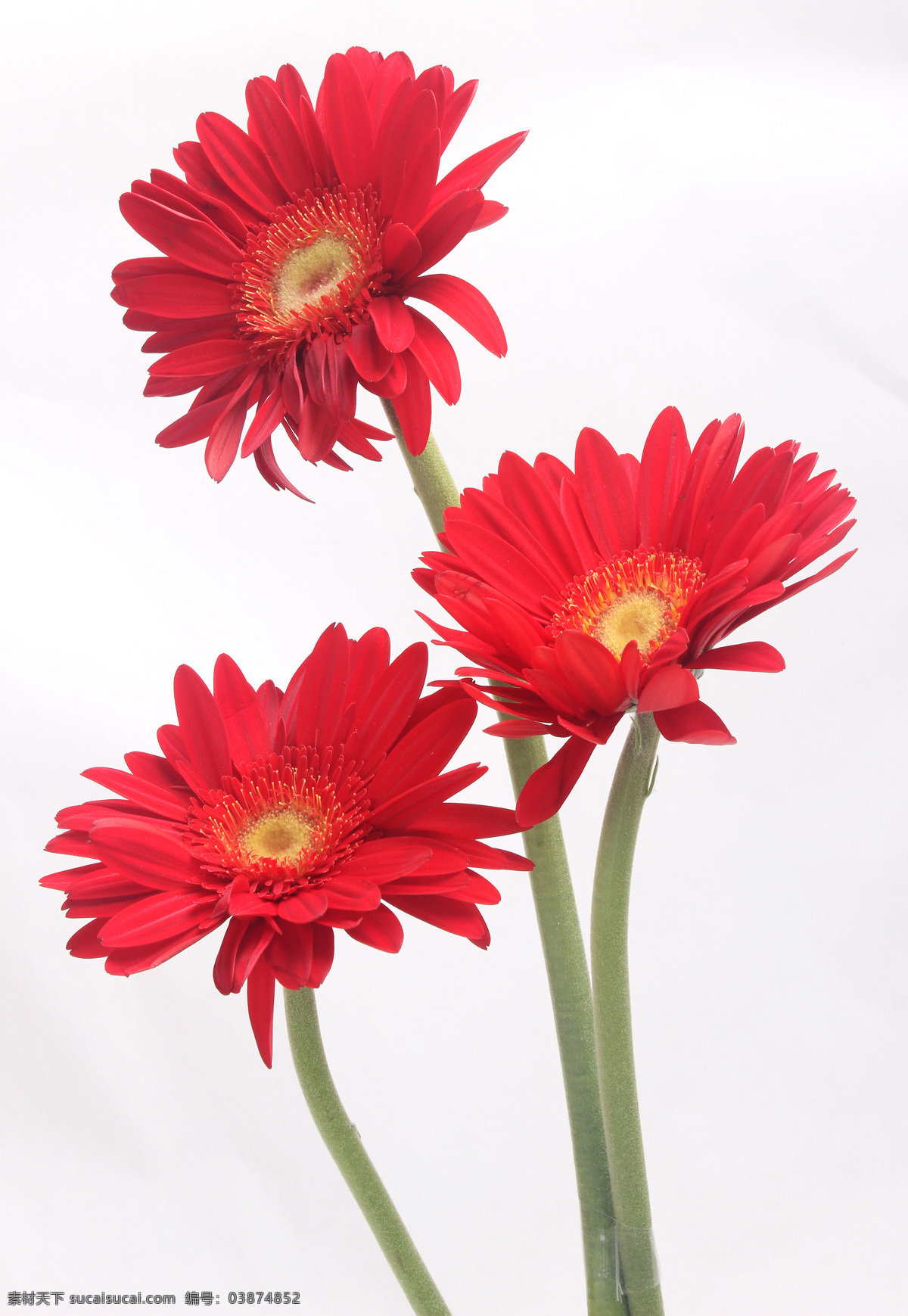 红色非洲菊 非洲菊 菊花 生物世界 漂亮菊花 菊花素材 菊花图片 花 花草