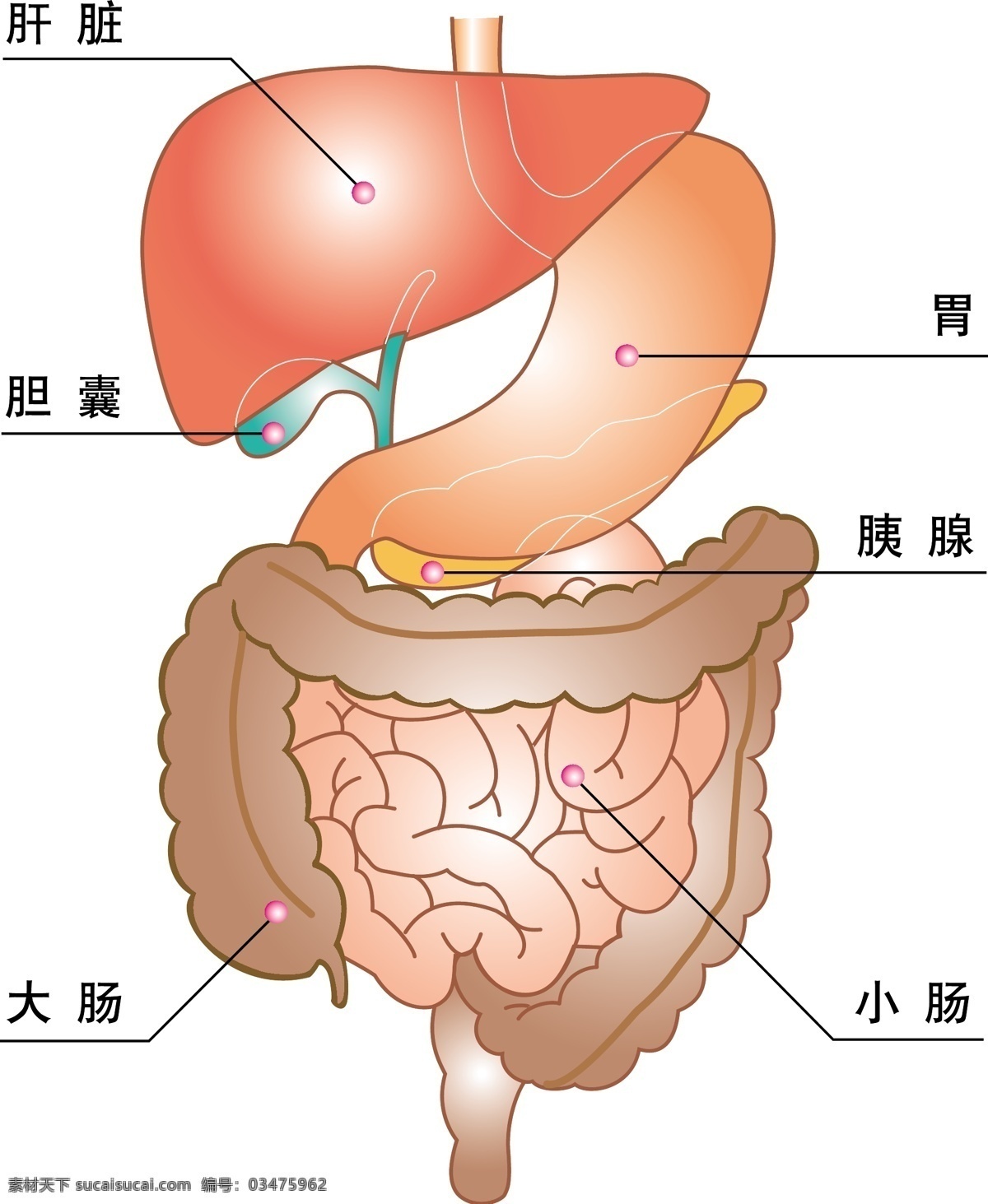 人体器官 内脏 其他矢量 矢量素材 矢量图库