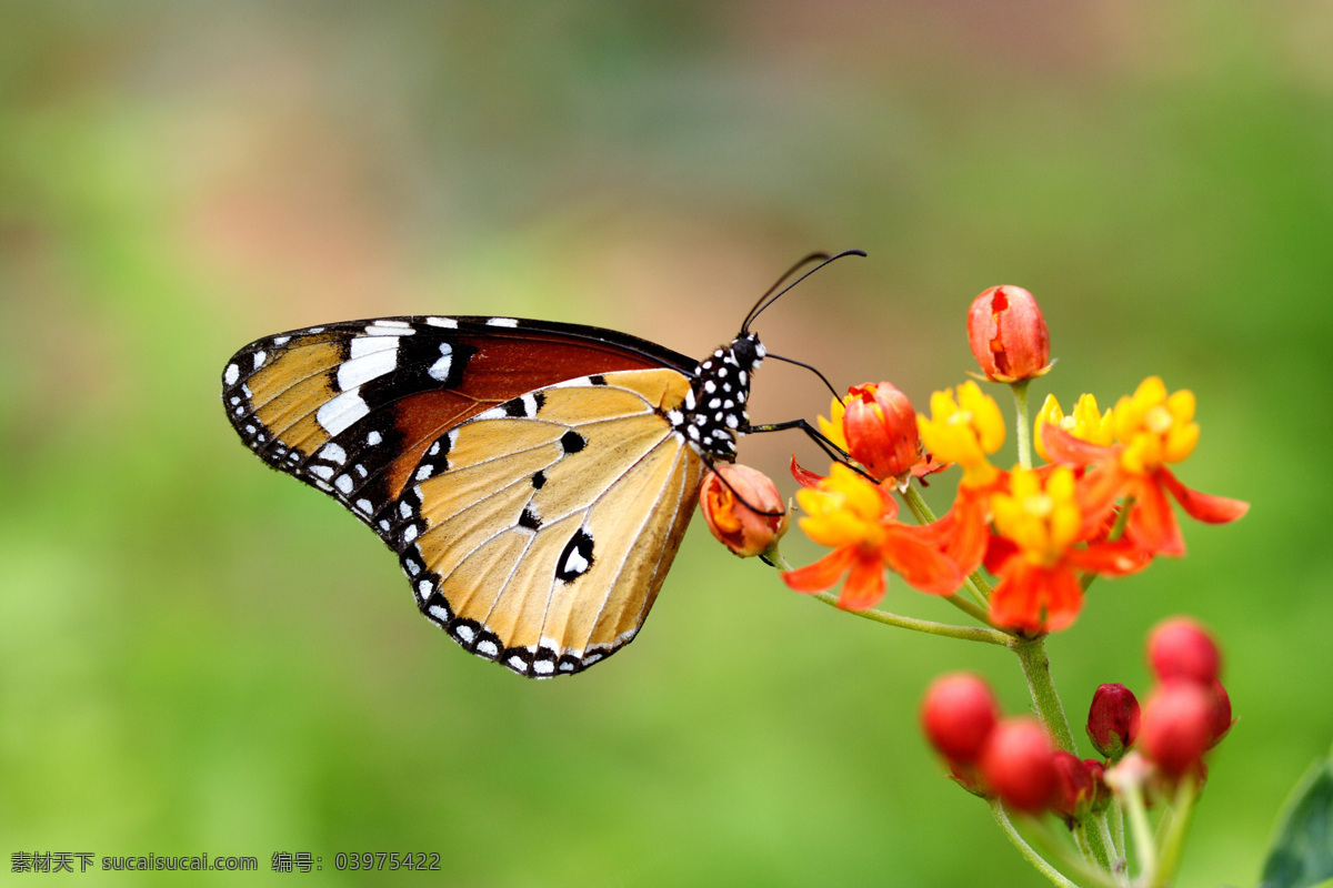 美丽 蝴蝶 昆虫 动物 美丽蝴蝶 采蜜 鲜花 昆虫世界 生物世界