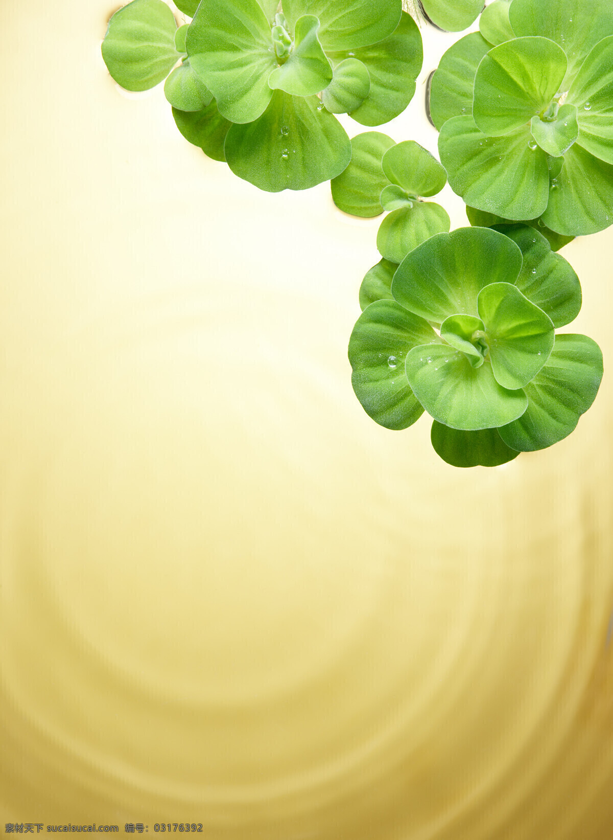 绿叶 水波 水珠 水滴 露水 绿色 自然 风景 风光 树木树叶 生物世界