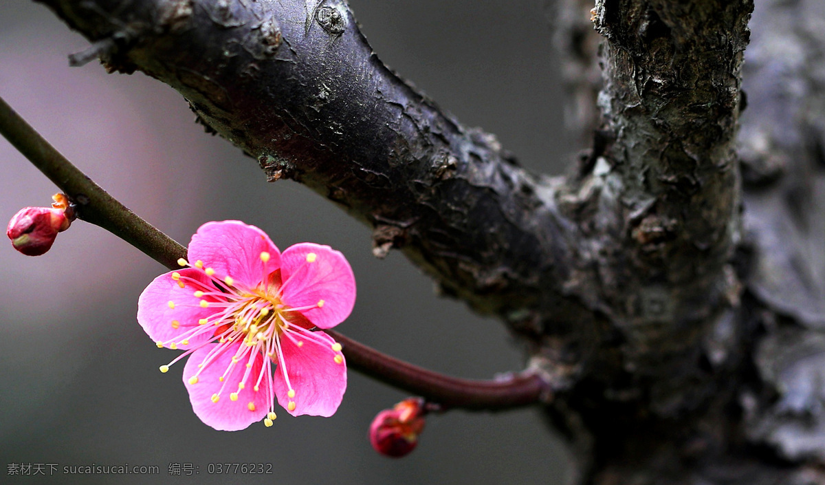 梅花 梅花树 早春 春天 梅花枝 红梅 生物世界 花草