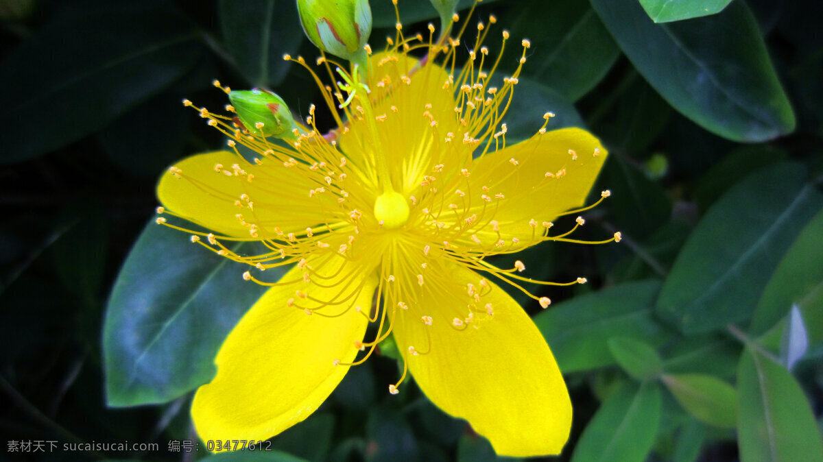 金丝桃 金黄色花 花丝 花蕾 绿叶 花草 生物世界