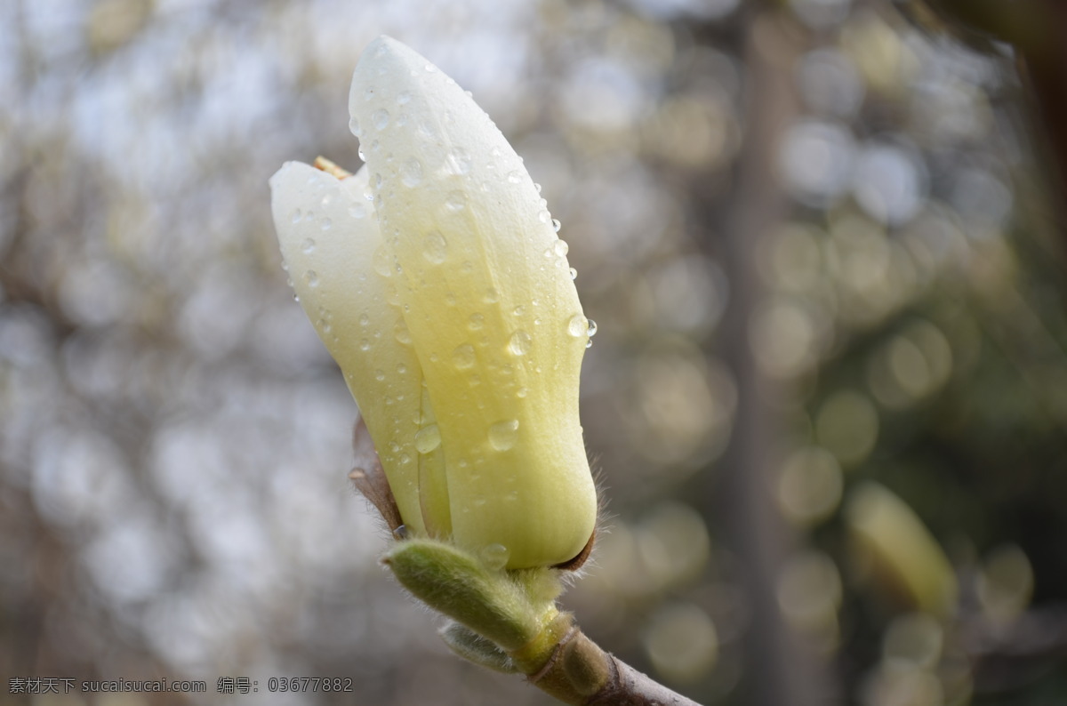 白玉兰花 天空 玉兰花 花朵 树枝 阳光 水滴 反光 晶莹 虚化背景 花草世界 花草 生物世界