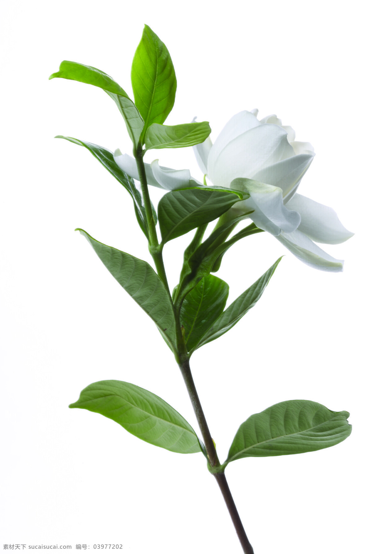 栀子花 栀子 白色栀子花 黄栀子 木丹 鲜支 卮子 花语 永恒 洁白 高贵 优雅 纯洁 观赏花卉 铭品花卉 珍贵花卉 稀有花卉 鲜花艺术 鲜花素材 花卉 花草 生物世界