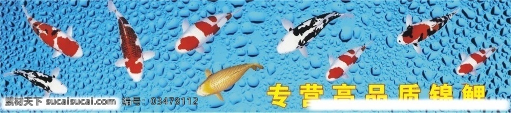 锦鲤 红锦鲤 黄锦鲤 广告招牌 水波 蓝色背景 专营 高品质锦鲤 矢量
