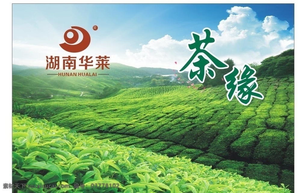 湖南 华莱 湖南华莱 黑茶 安化 安化黑茶 茶园 茶山 蓝天 茶 茶缘 阳光与茶山