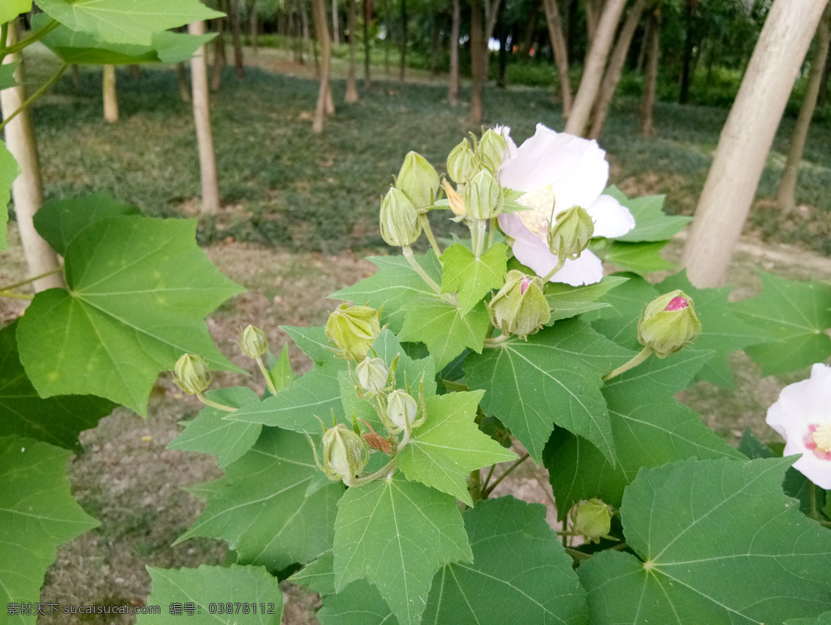 木槿花朵花苞 木槿花朵朵 木槿花开 木槿花 里梅花 朝开暮落花 疟子花 喇叭花 白槿花 榈树 木槿花朵 木槿花蕾 木槿花苞 花草树木 生物世界 花草