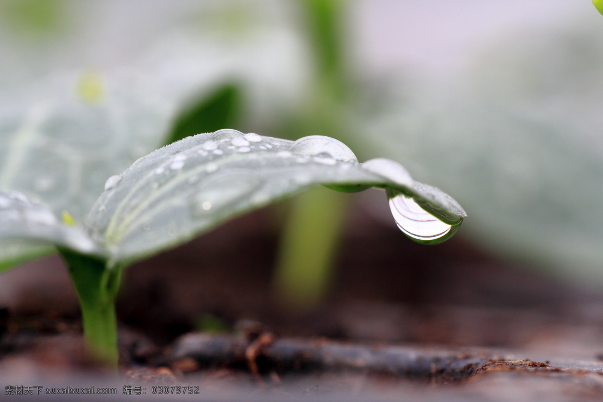 水珠 水滴 种苗 发芽 泰生 微距 花草 生物世界
