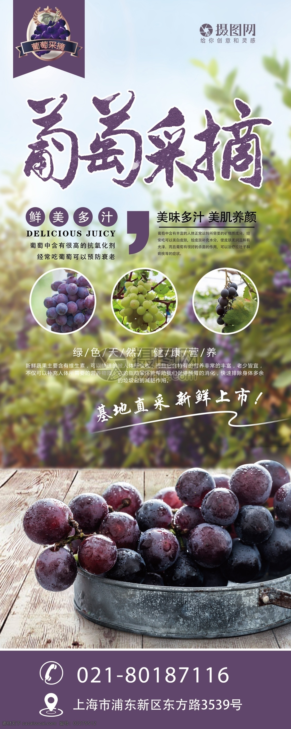 现 摘葡萄 x 展架 葡萄园x展架 葡萄易拉宝 葡萄熟了 葡萄 现摘葡萄 农场 生态园 x展架 易拉宝 展架设计