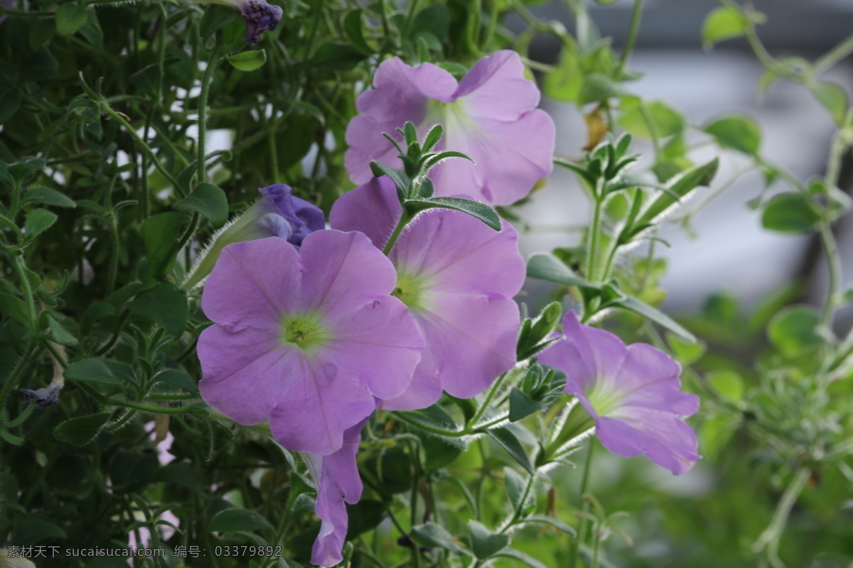 牵牛花 矮牵牛 碧冬茄 观赏花卉 花瓣 花朵 花儿 花草 花卉 植物 绿化景观 花卉大观园 生物世界