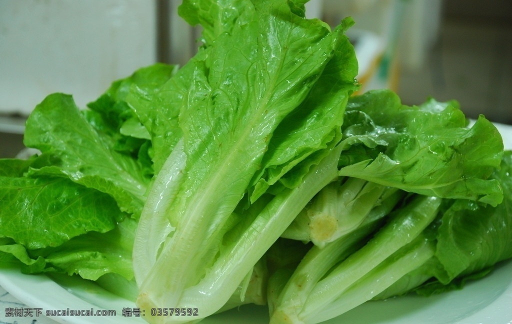 生菜 时蔬 菜谱 青菜 素菜 蔬菜 菜园 绿色 时令蔬菜 生物世界