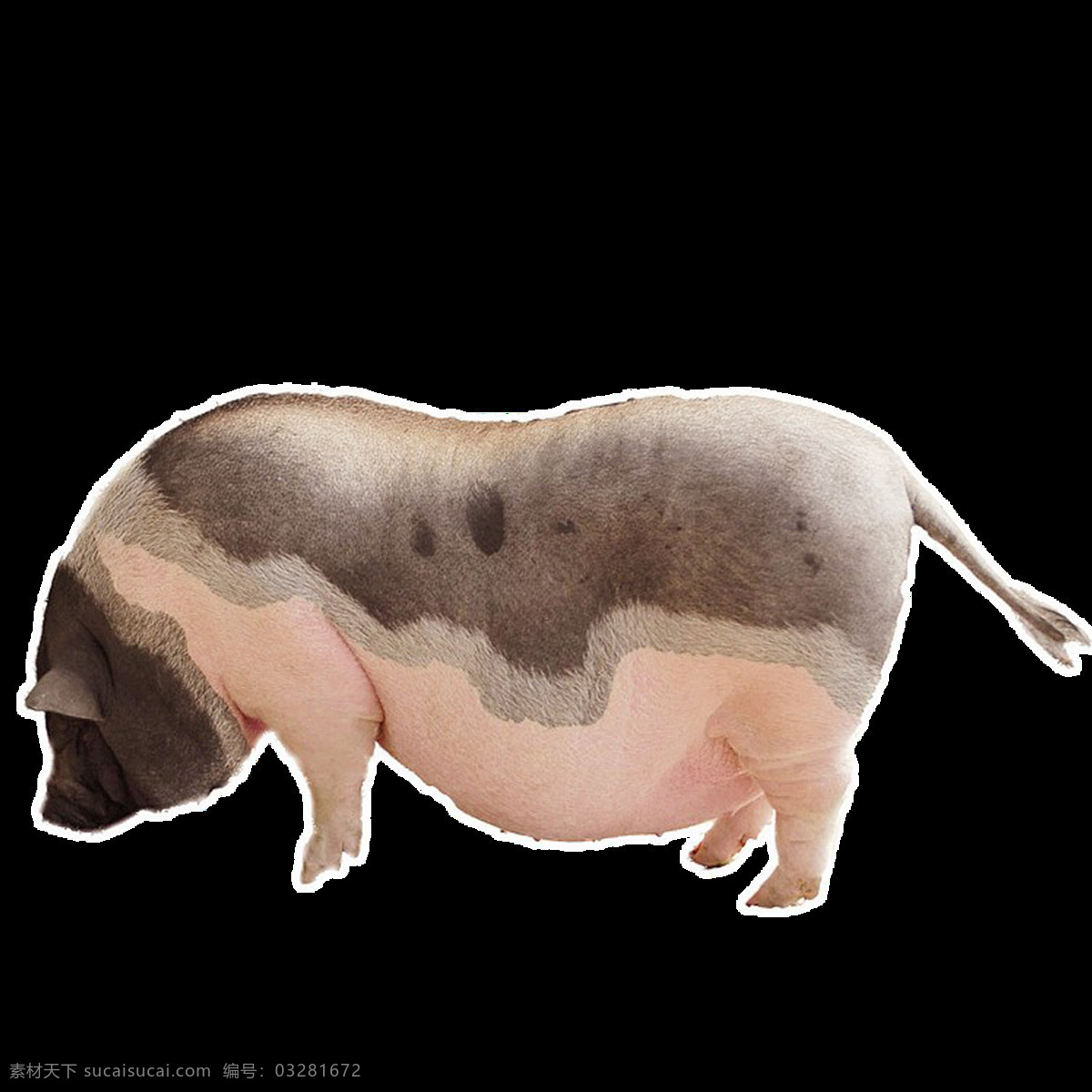 高清 实物 家禽 静态 肥胖的猪 写实 生动 形象 美观