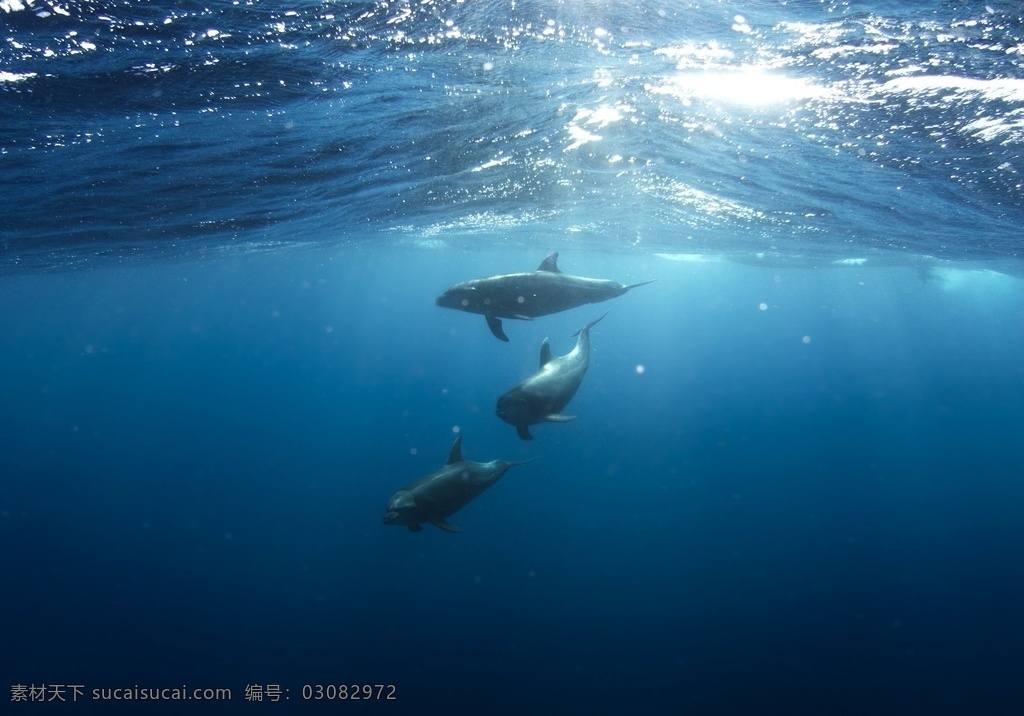 海豚 哺乳动物 海洋 海洋馆 可爱 聪明 张望 大海 生物世界 海洋生物 各类素材