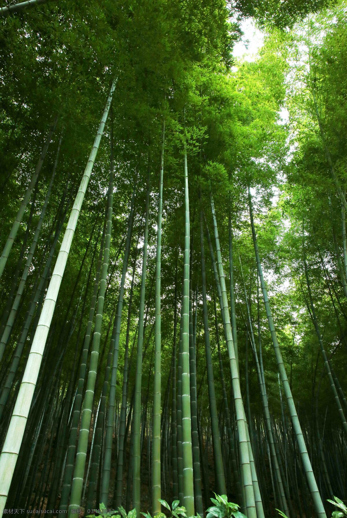 竹林台阶 竹海听涛 江南风光 宜兴风光 千岛湖风光 竹林 旅游摄影 国内旅游