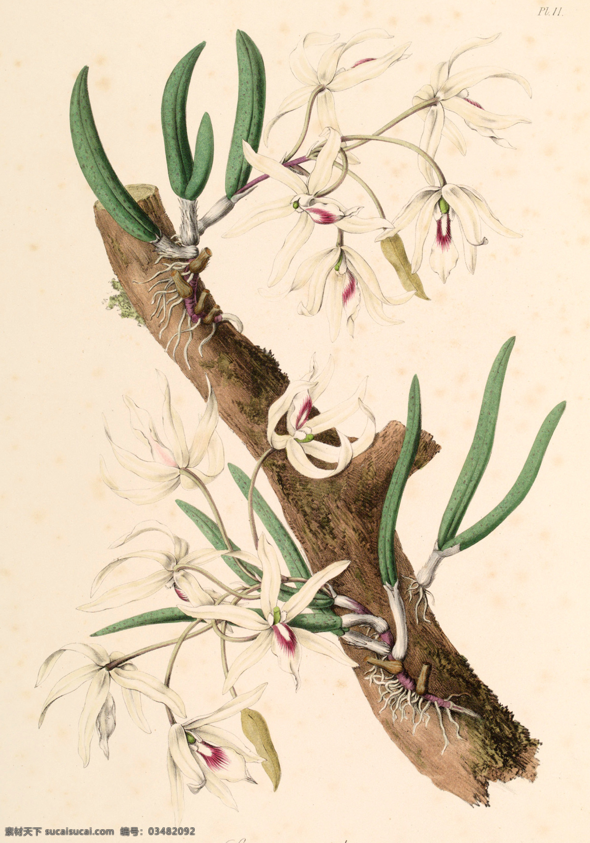 手绘花朵 手绘兰花 兰花插画 植物 自然 生物 手绘花鸟 植物果实插画 兰花 插图 彩色兰花图 唯美鲜花 漂亮 鲜花 装饰画 欧式 花卉 传统艺术 艺术 花朵 花鸟画 手绘花鸟画 中国画 古典复古 写意画 电脑画 风景画 植物果实 插画 生物世界 花草