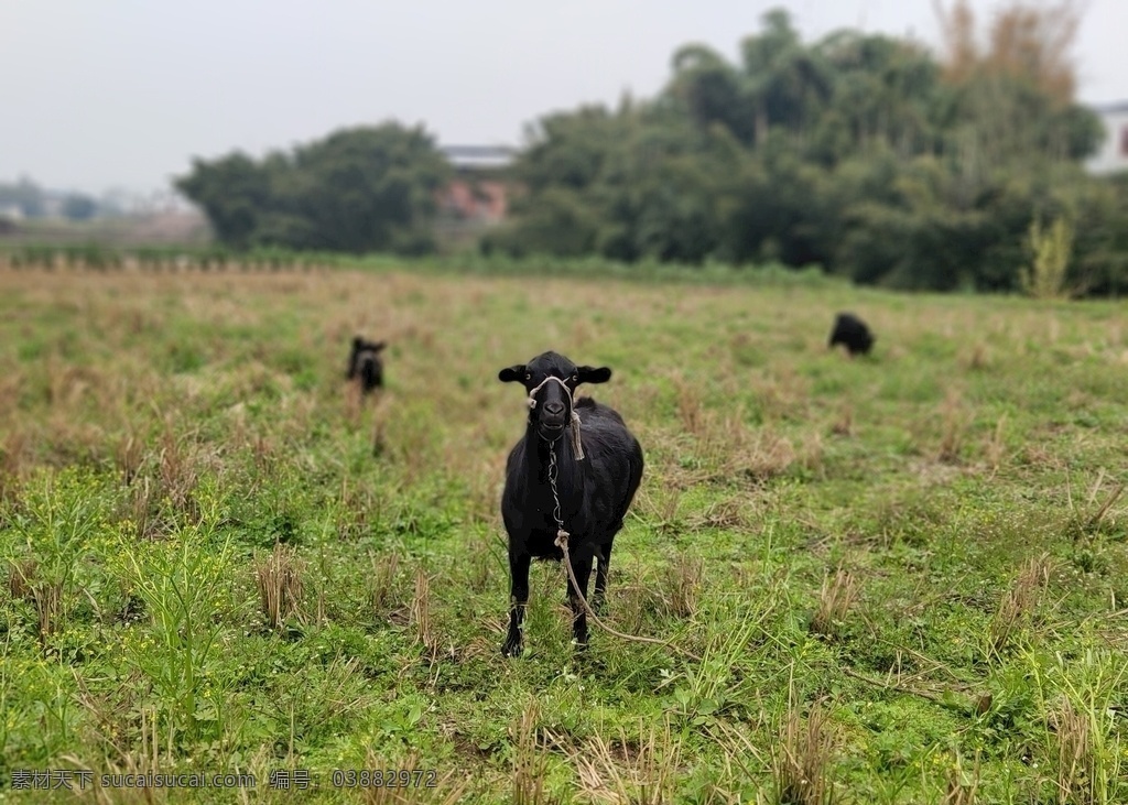 黑山羊 羊 大自然 绿色 自然风景 黑羊 生物世界 家禽家畜