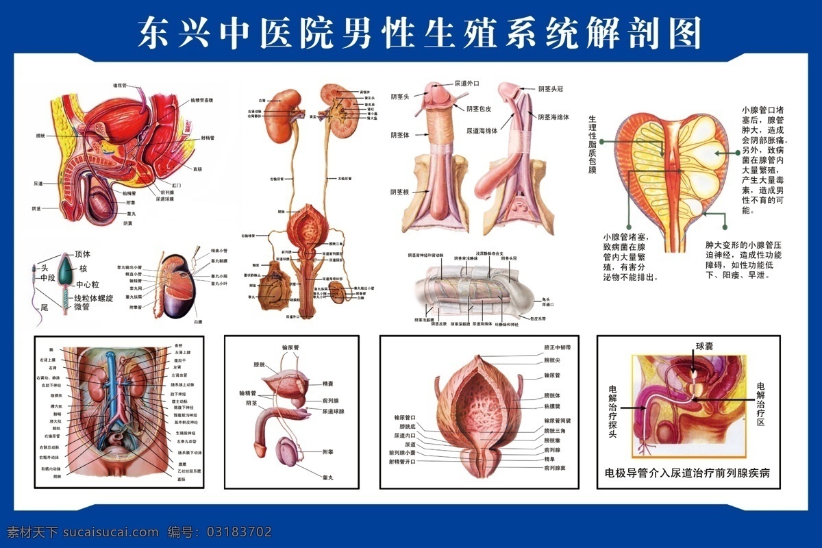 人体解剖 人体解剖图 中医 经络图 内脏分部图 人体构造图 医学图 人体内脏图 医学研究图 展板模板