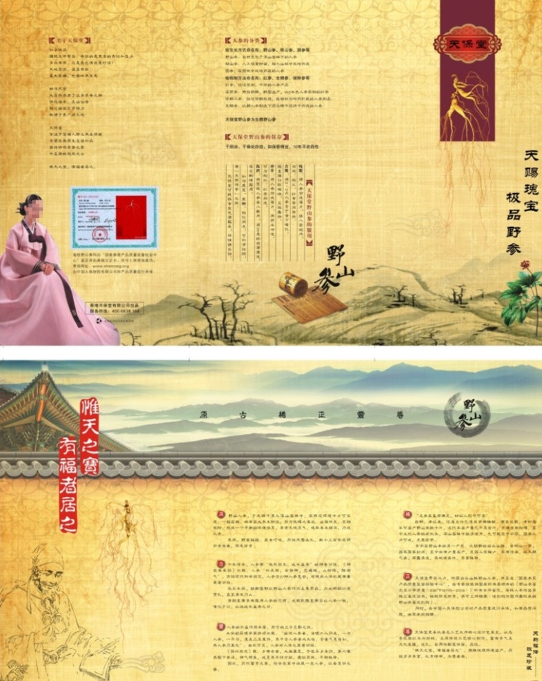 人参折页 人参三折页 长白山 人参 野山参 三折页 精美礼品参 古典 橘黄 人参介绍 dm宣传单